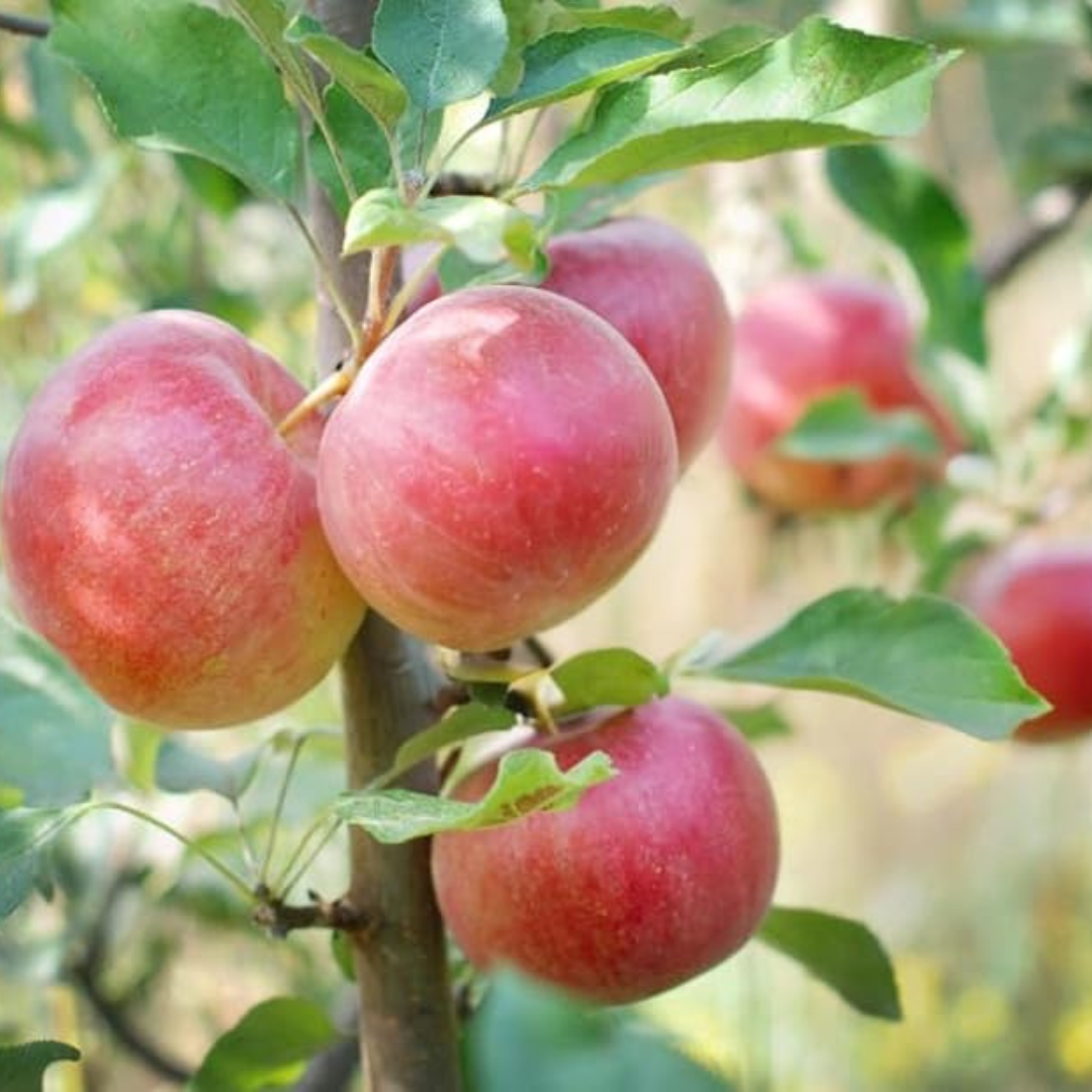 Braeburn Apple Grafted Live Plant