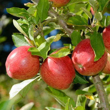 Braeburn Apple Grafted Live Plant