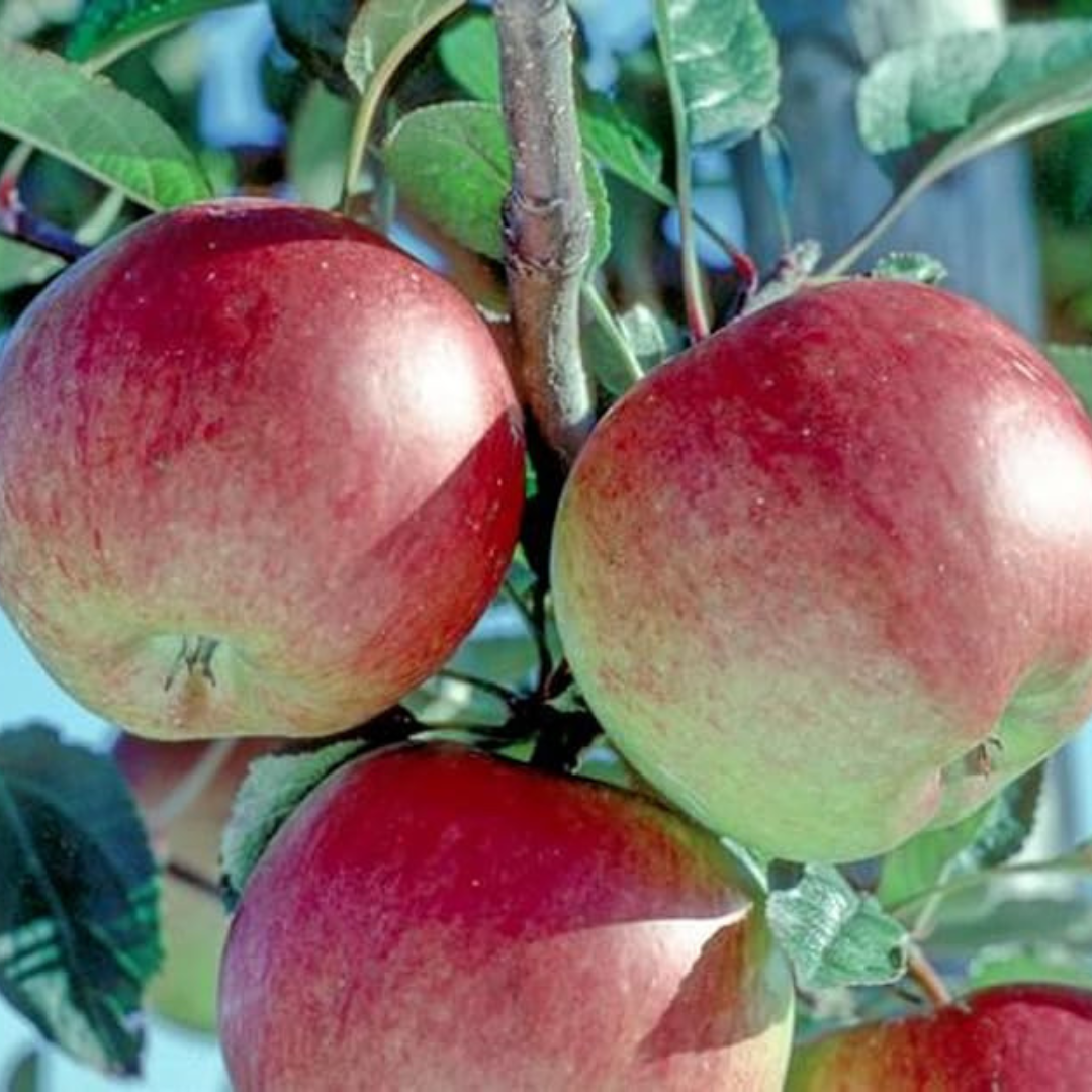 Braeburn Apple Grafted Live Plant