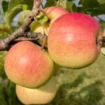 Braeburn Apple Grafted Live Plant