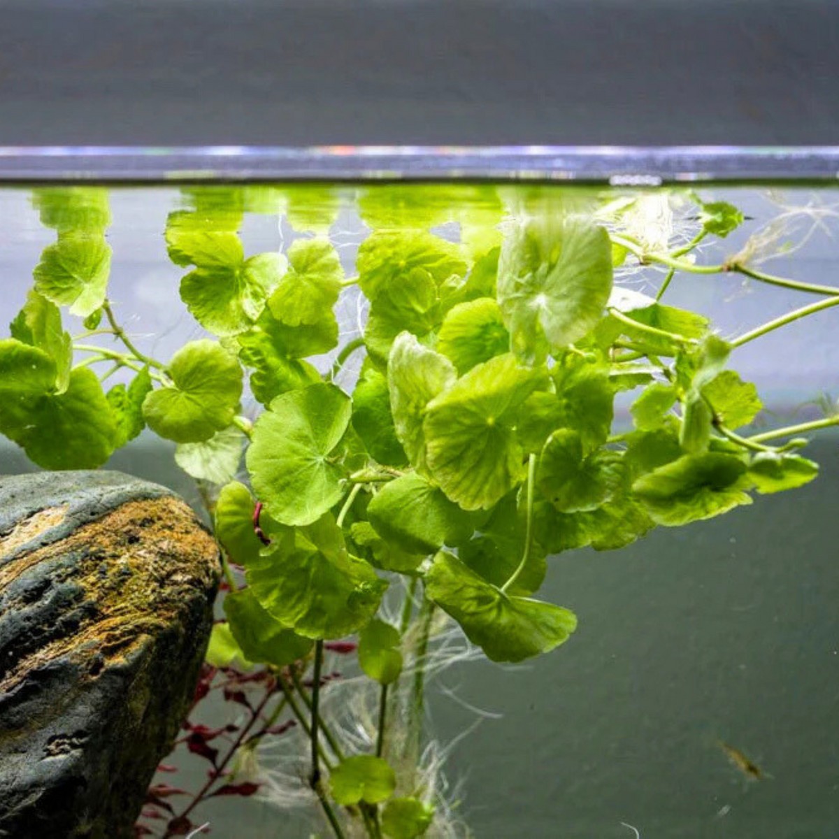 Brazilian Pennywort hydrocotyle Leucocephala Aquarium Live Plant brazilian-pennywort-hydrocotyle-leucocephala-aquarium-live-plant