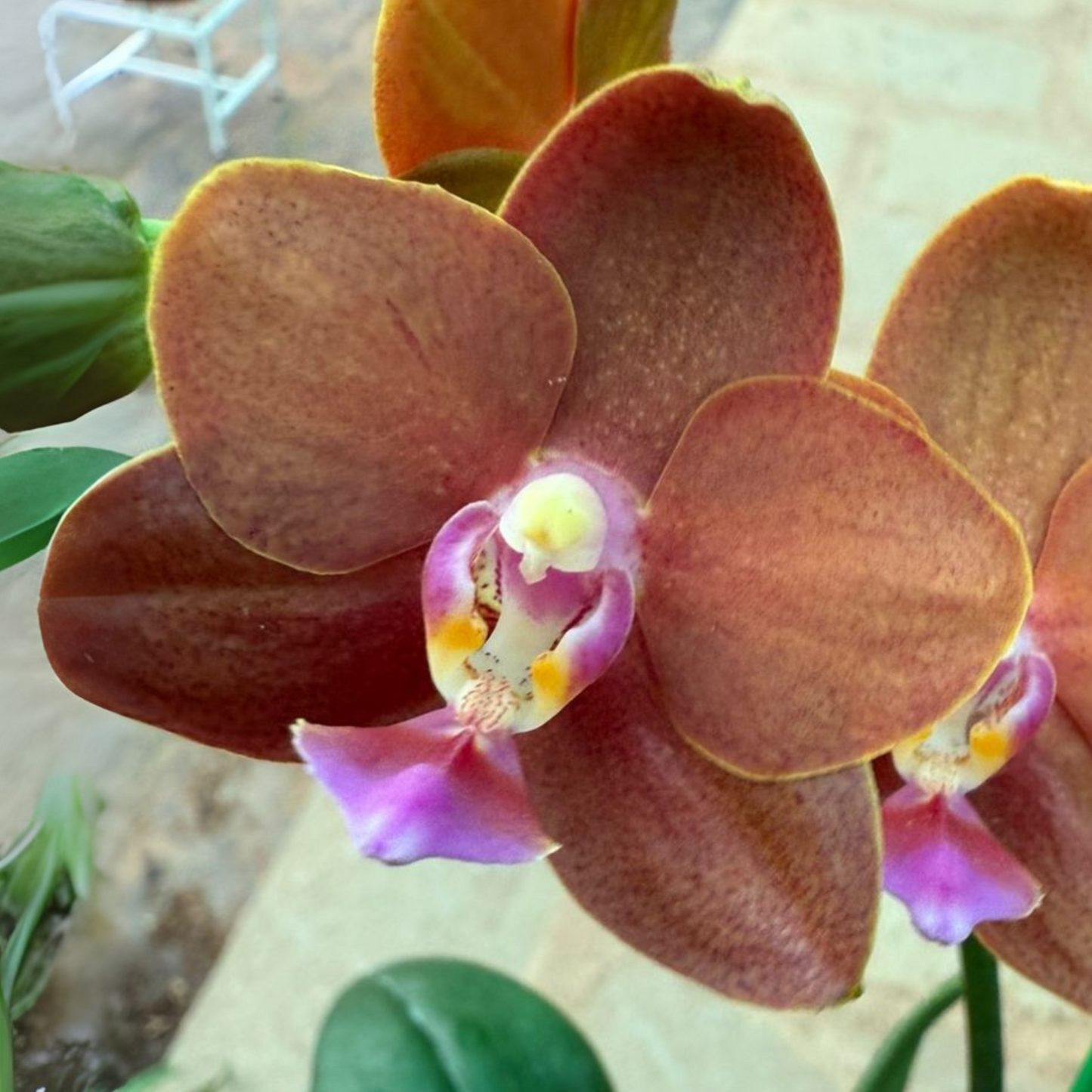 Brown-Orange Phalaenopsis Orchid – Rare Exotic Moth Orchid
