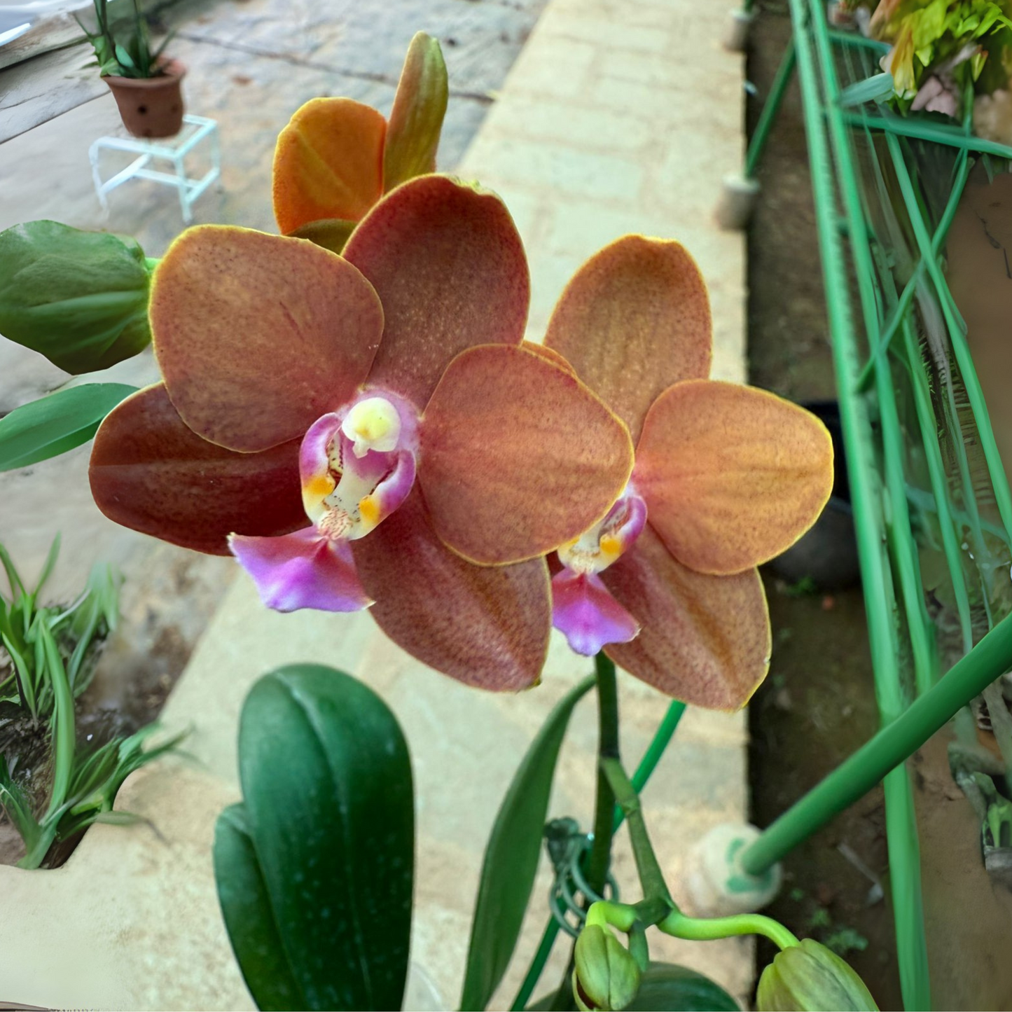 Brown-Orange Phalaenopsis Orchid – Rare Exotic Moth Orchid