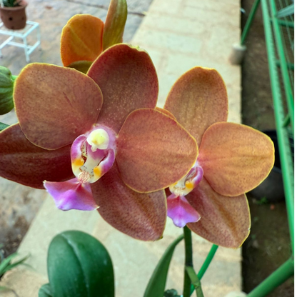 Brown-Orange Phalaenopsis Orchid – Rare Exotic Moth Orchid