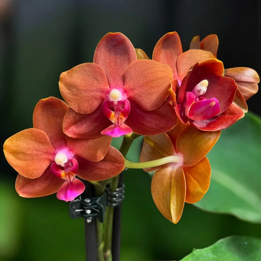 Brown-Orange Phalaenopsis Orchid – Rare Exotic Moth Orchid