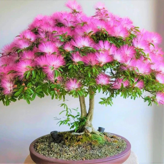 Calliandra (Powder Puff) Flowering Bonsai Tree Live Plant