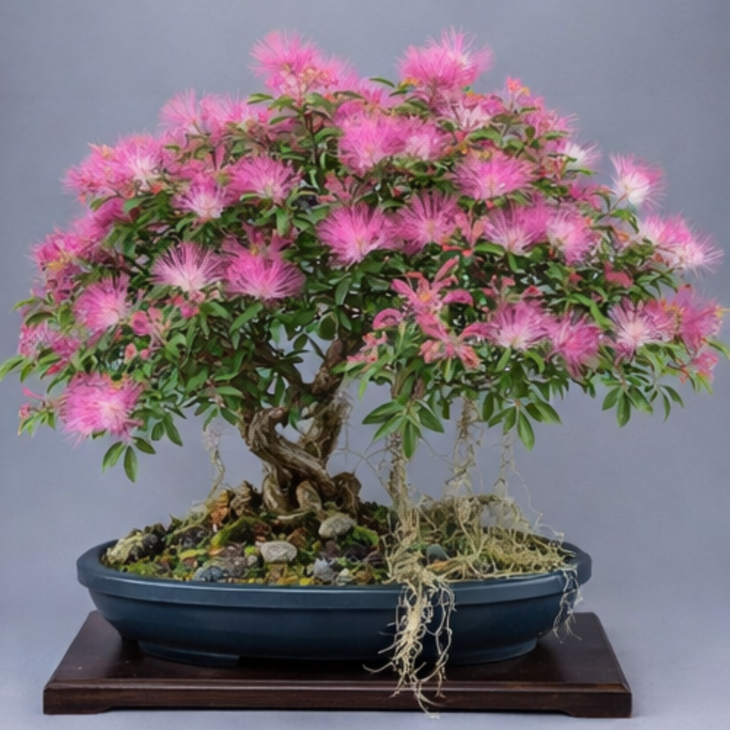 Calliandra (Powder Puff) Flowering Bonsai Tree Live Plant