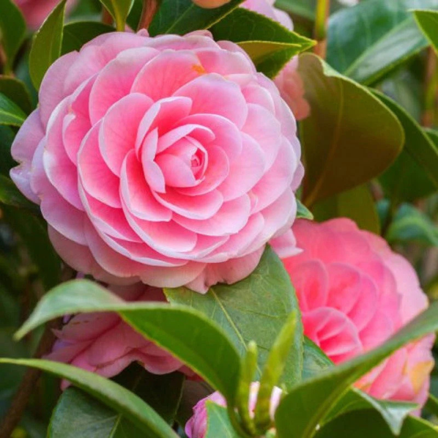 Camellia Pink (Tree Rose) Grafted Rare All Time Flowering Live Plant With Buds