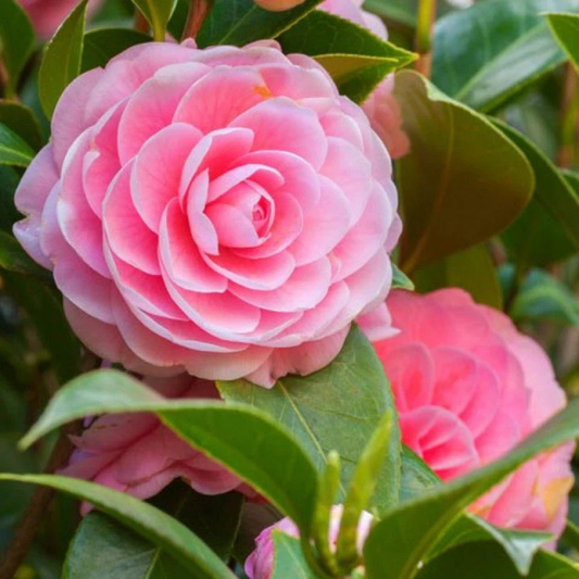 Camellia Pink (Tree Rose) Grafted Rare All Time Flowering Live Plant With Buds