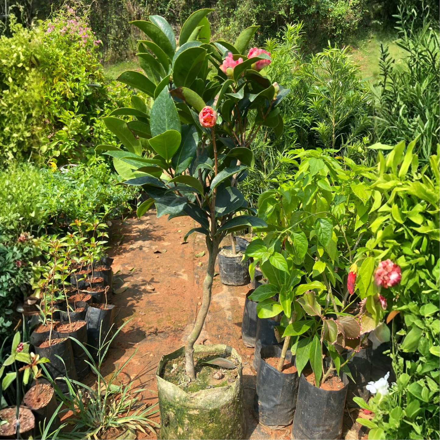 Camellia Pink (Tree Rose) Grafted Rare All Time Flowering Live Plant With Buds