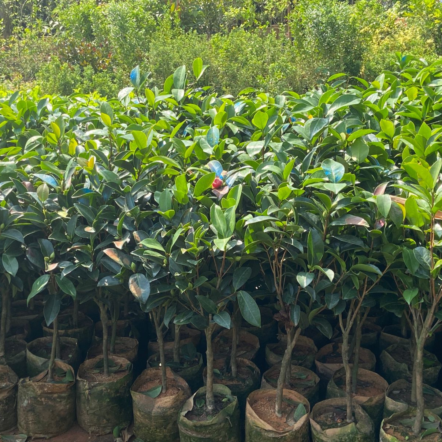 Camellia Pink (Tree Rose) Grafted Rare All Time Flowering Live Plant With Buds