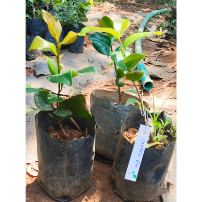 Camellia Pink (Tree Rose) Rare All Time Flowering Live Plant