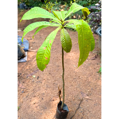 Cannonball / KailashPati (Naga lingam) Tree Layered Live Plant