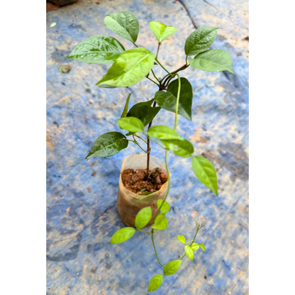 Cat's Claw Climbing and Creeping Flowering Plant