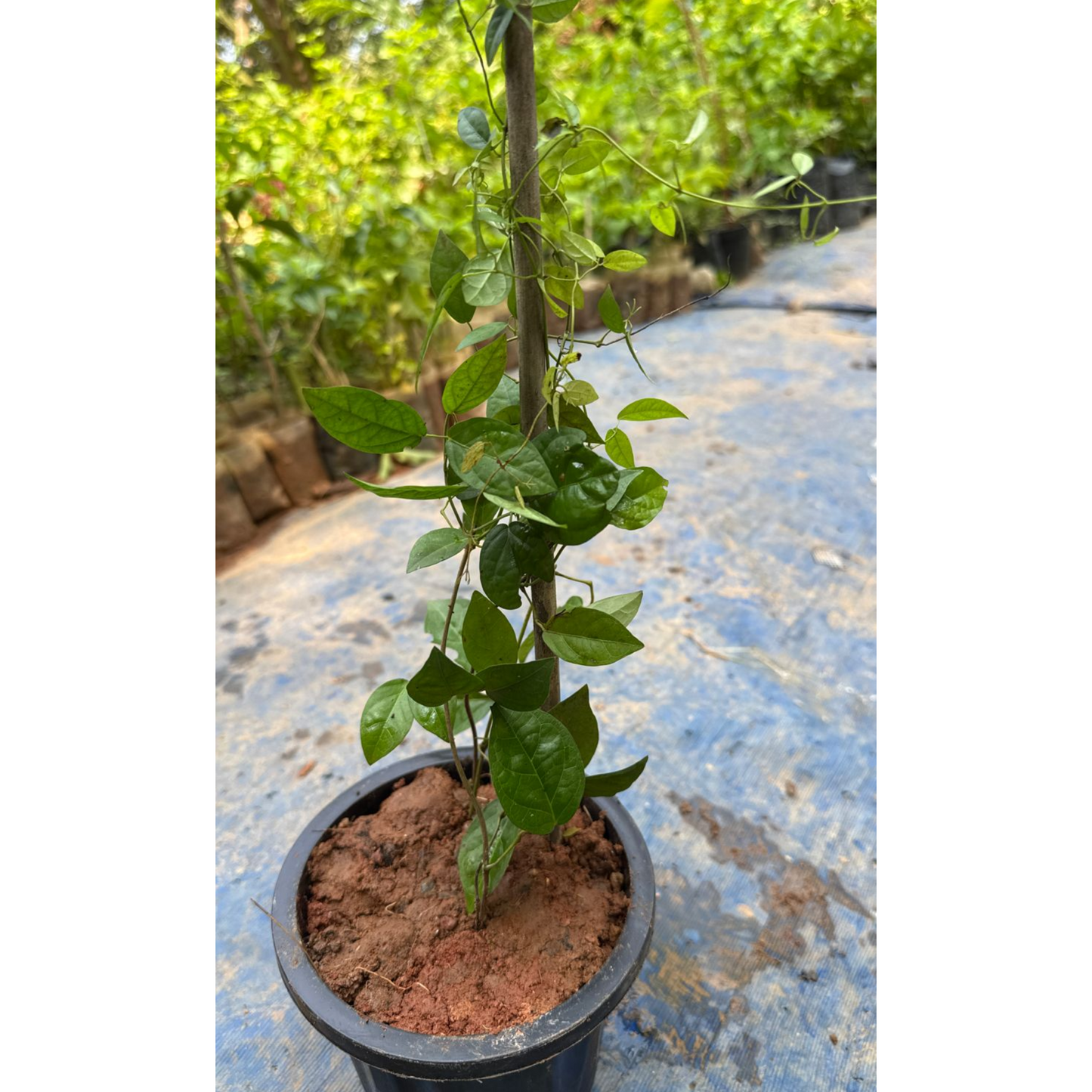 Cat's Claw Climbing and Creeping Flowering Plant