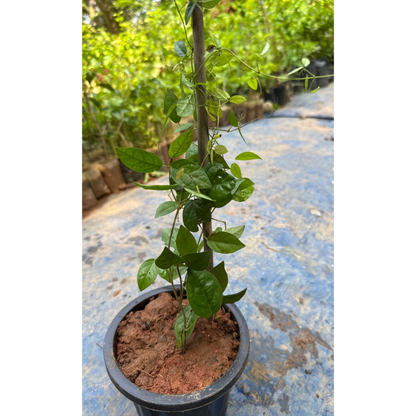 Cat's Claw Climbing and Creeping Flowering Plant