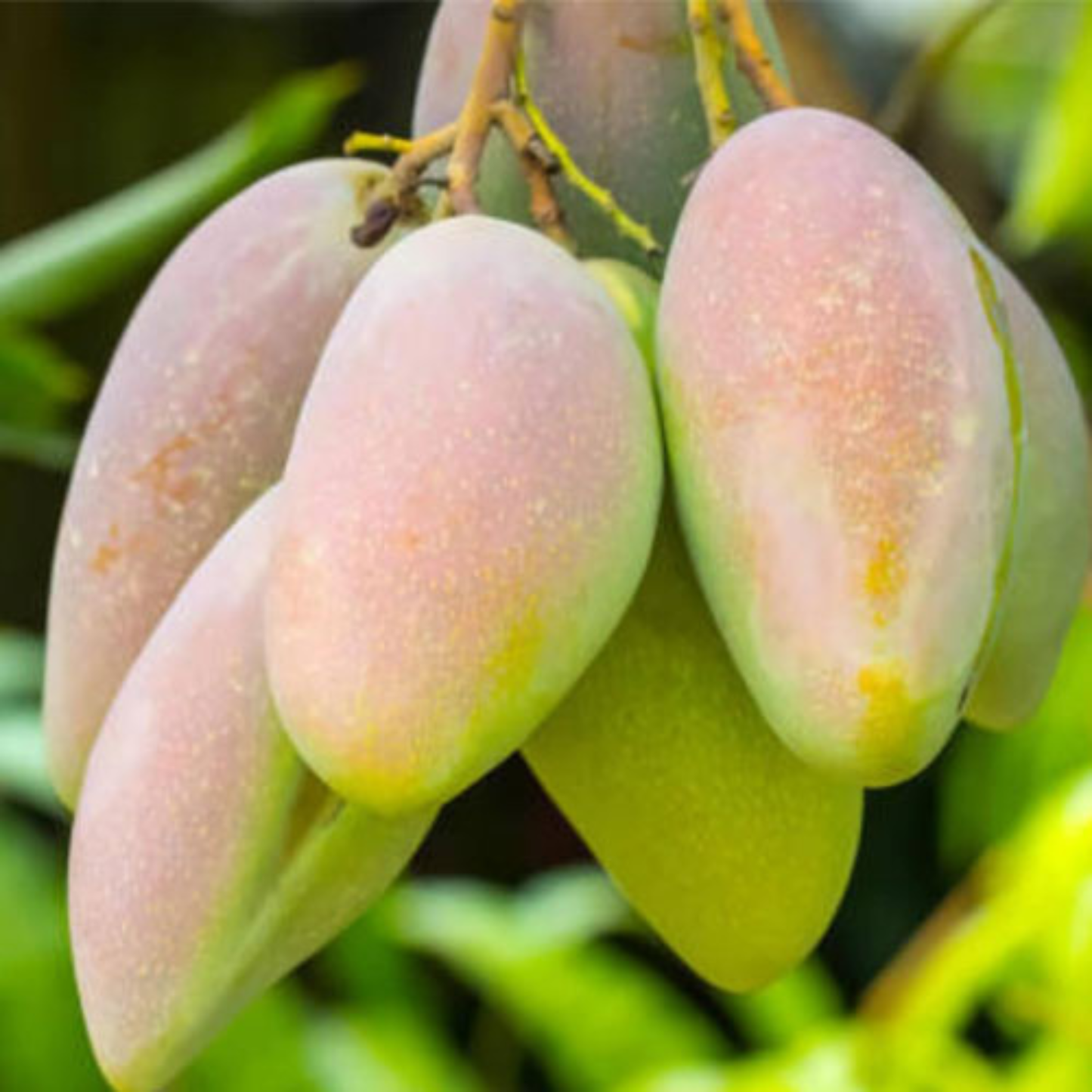 Catimon (Katimon) Mango Grafted Live Plant