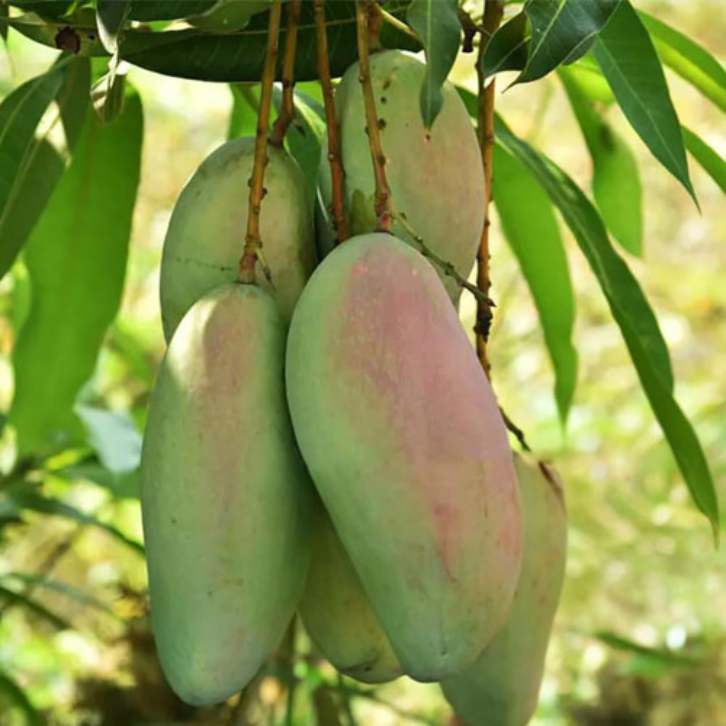 Catimon (Katimon) Mango Grafted Live Plant
