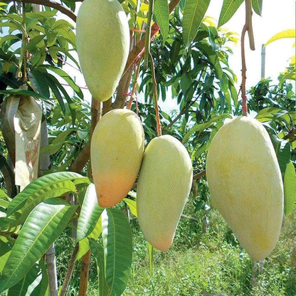 Catimon (Katimon) Mango Grafted Live Plant