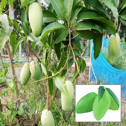 Catimon (Katimon) Mango Grafted Live Plant