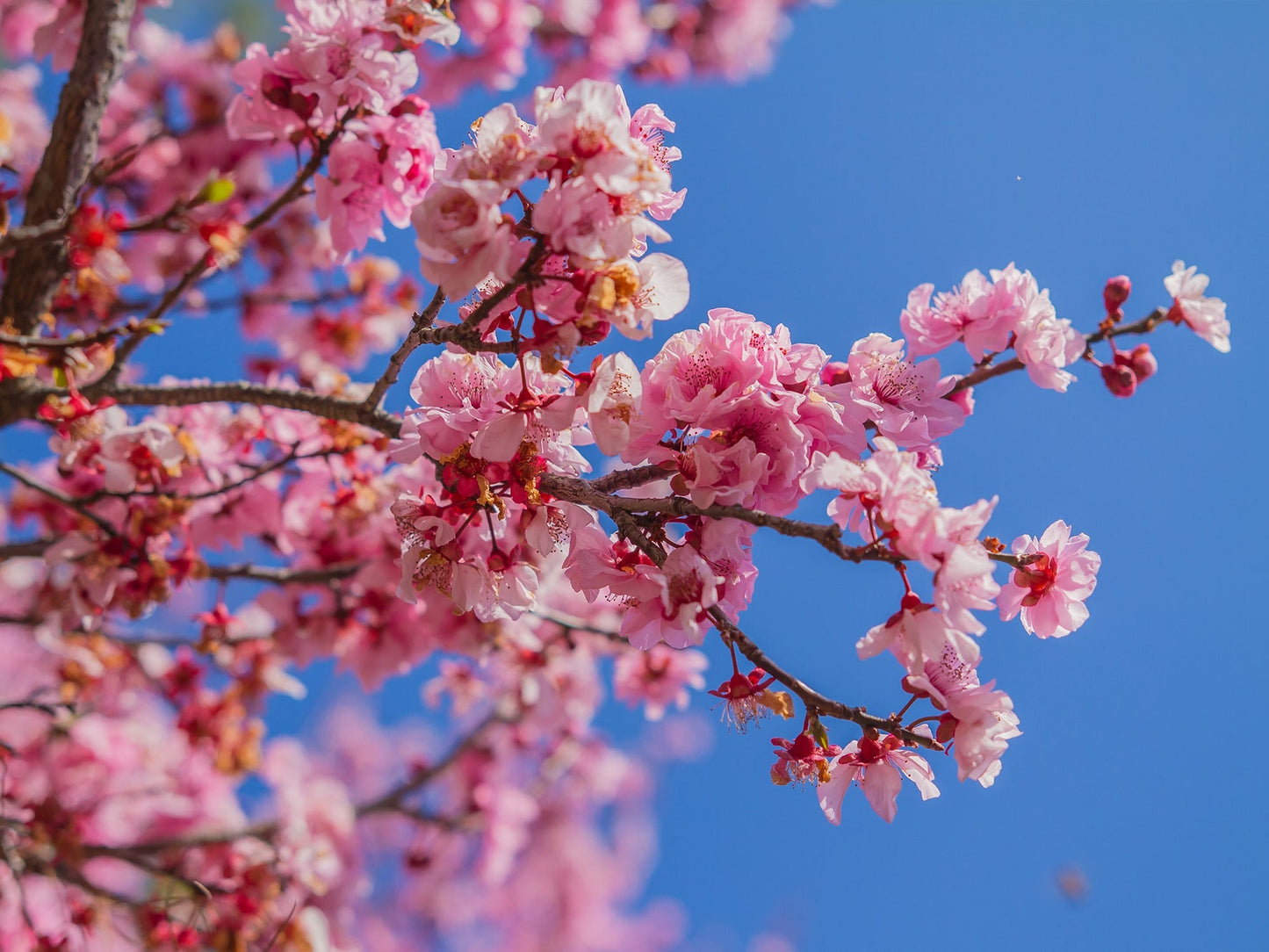 Cherry Blossom (Prunus serrulata) Rare Live Plant