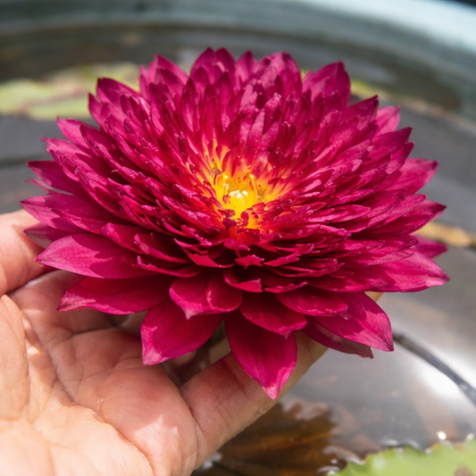Cherry Nutcha – Rare Exotic Tropical Waterlily (Sprouted Tuber)