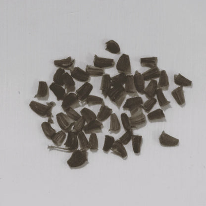 Chrysanthemum Yellow Seeds