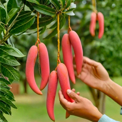 Chilli Mango (Capsicum Mango) Rare Exotic Fruit Live Plant