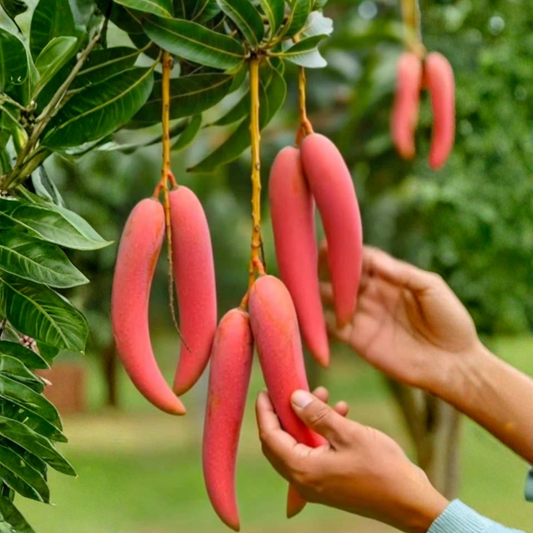 Chilli Mango (Capsicum Mango) Rare Exotic Fruit Live Plant