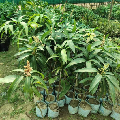 Chilli Mango (Capsicum Mango) Rare Exotic Fruit Live Plant
