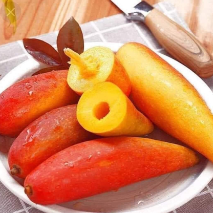 Chilli Mango (Capsicum Mango) Rare Exotic Fruit Live Plant