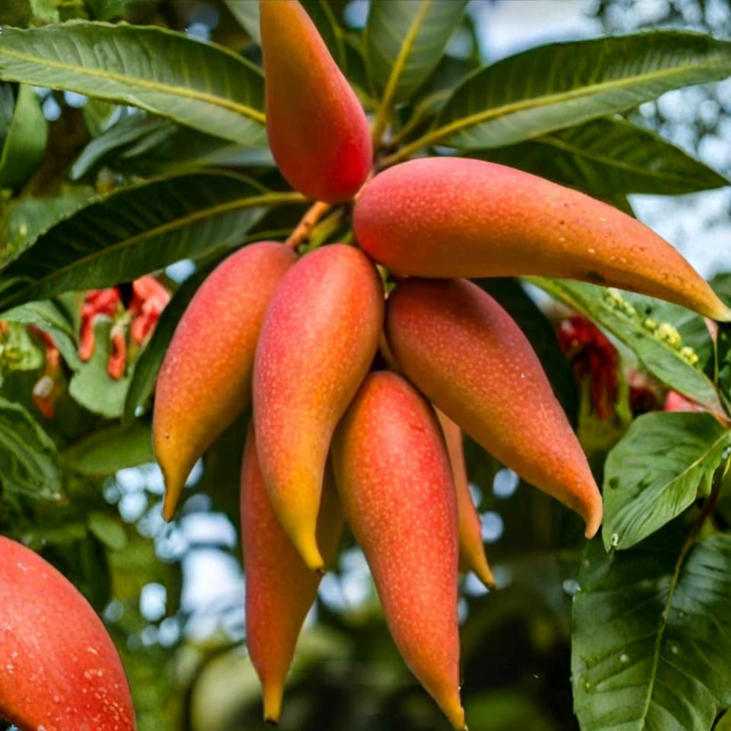 Chilli Mango (Capsicum Mango) Rare Exotic Fruit Live Plant