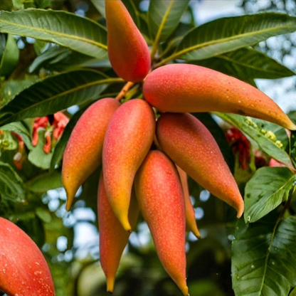 Chilli Mango (Capsicum Mango) Rare Exotic Fruit Live Plant