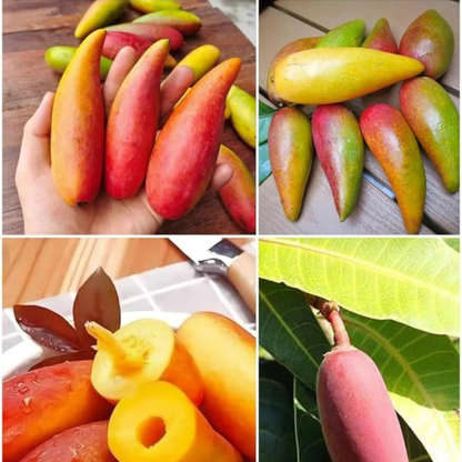 Chilli Mango (Capsicum Mango) Rare Exotic Fruit Live Plant