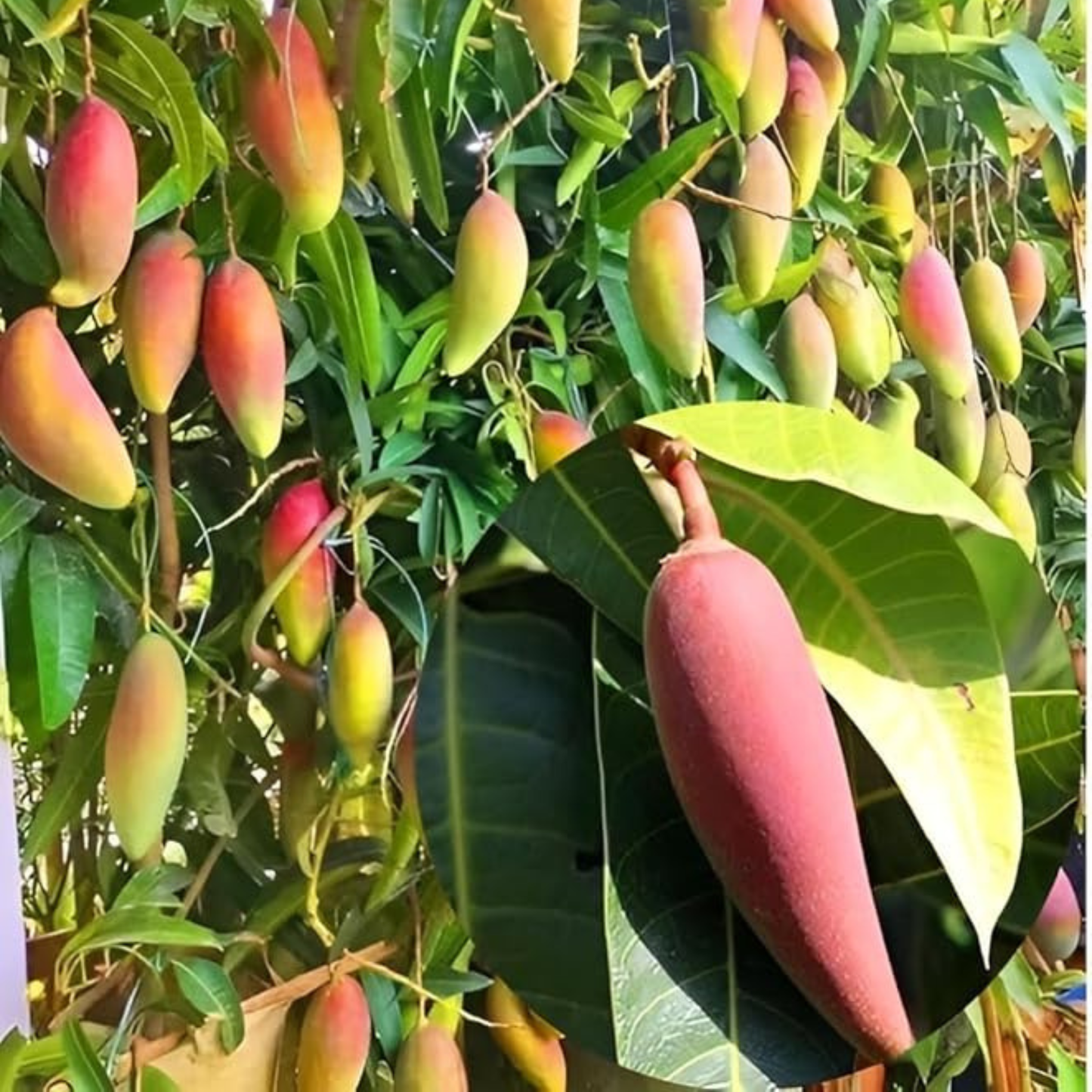 Chilli Mango (Capsicum Mango) Rare Exotic Fruit Live Plant