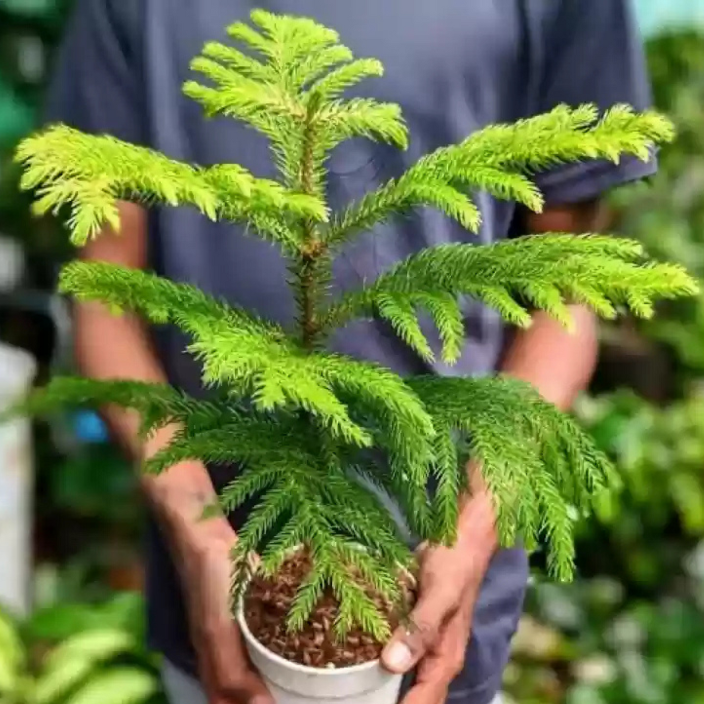 Christmas Tree (Araucaria columnaris) Ornamental Live Plant