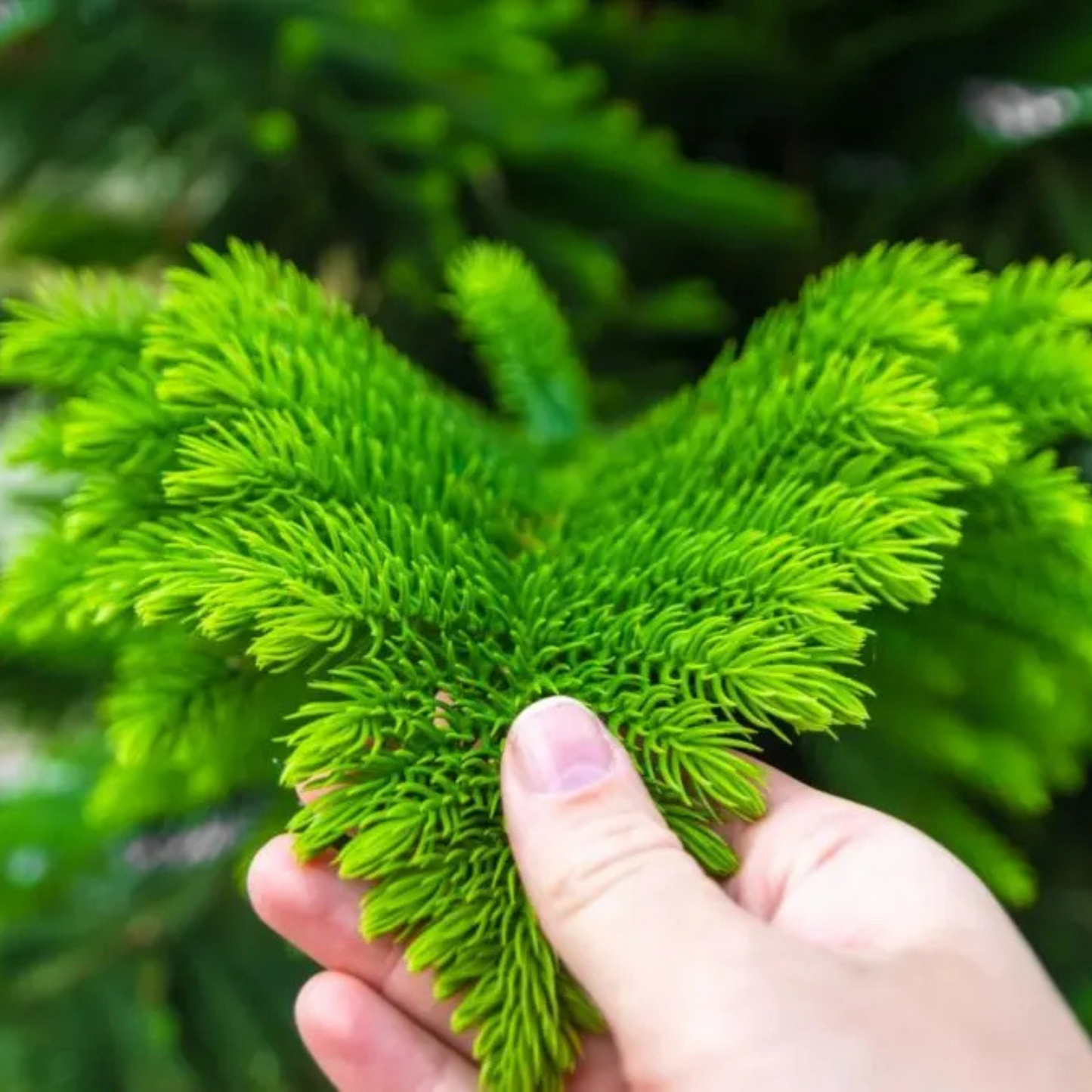 Christmas Tree (Araucaria columnaris) Ornamental Live Plant