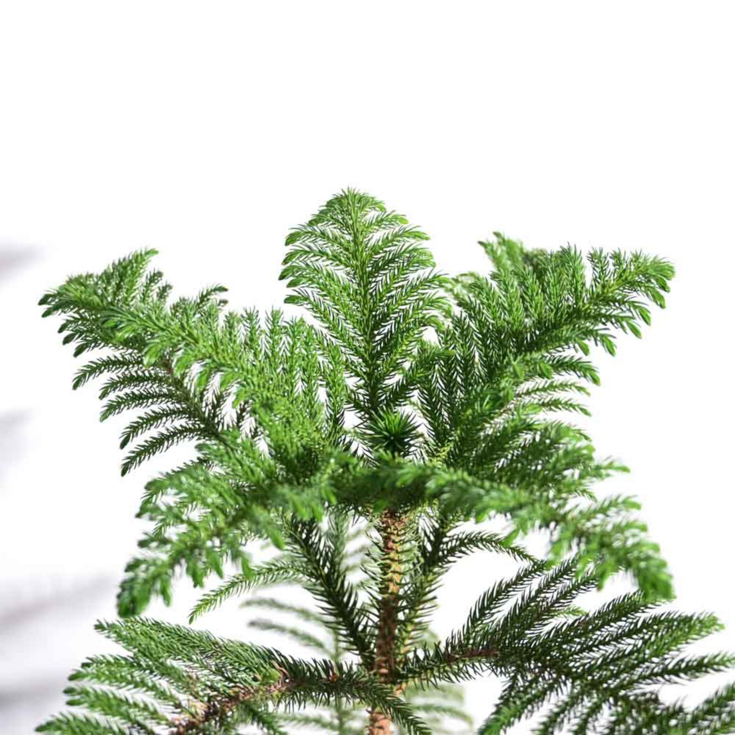 Christmas Tree (Araucaria columnaris) Ornamental Live Plant