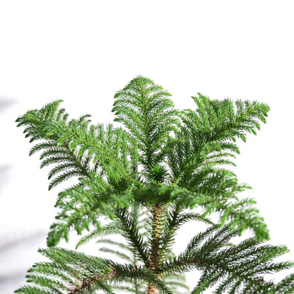 Christmas Tree (Araucaria columnaris) Ornamental Live Plant