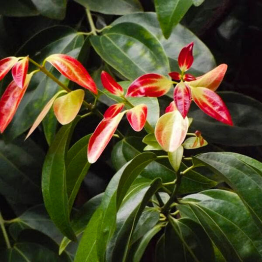 Cinnamon / Karuvapattaa (Cinnamomum verum) Spice Plant