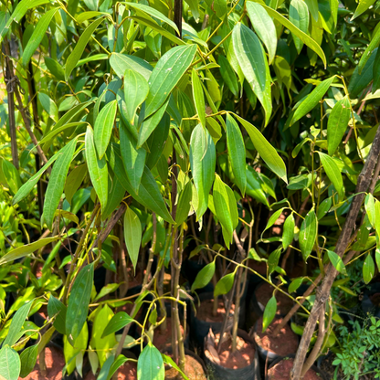 Cinnamon / Karuvapattaa (Cinnamomum verum) Spice Plant
