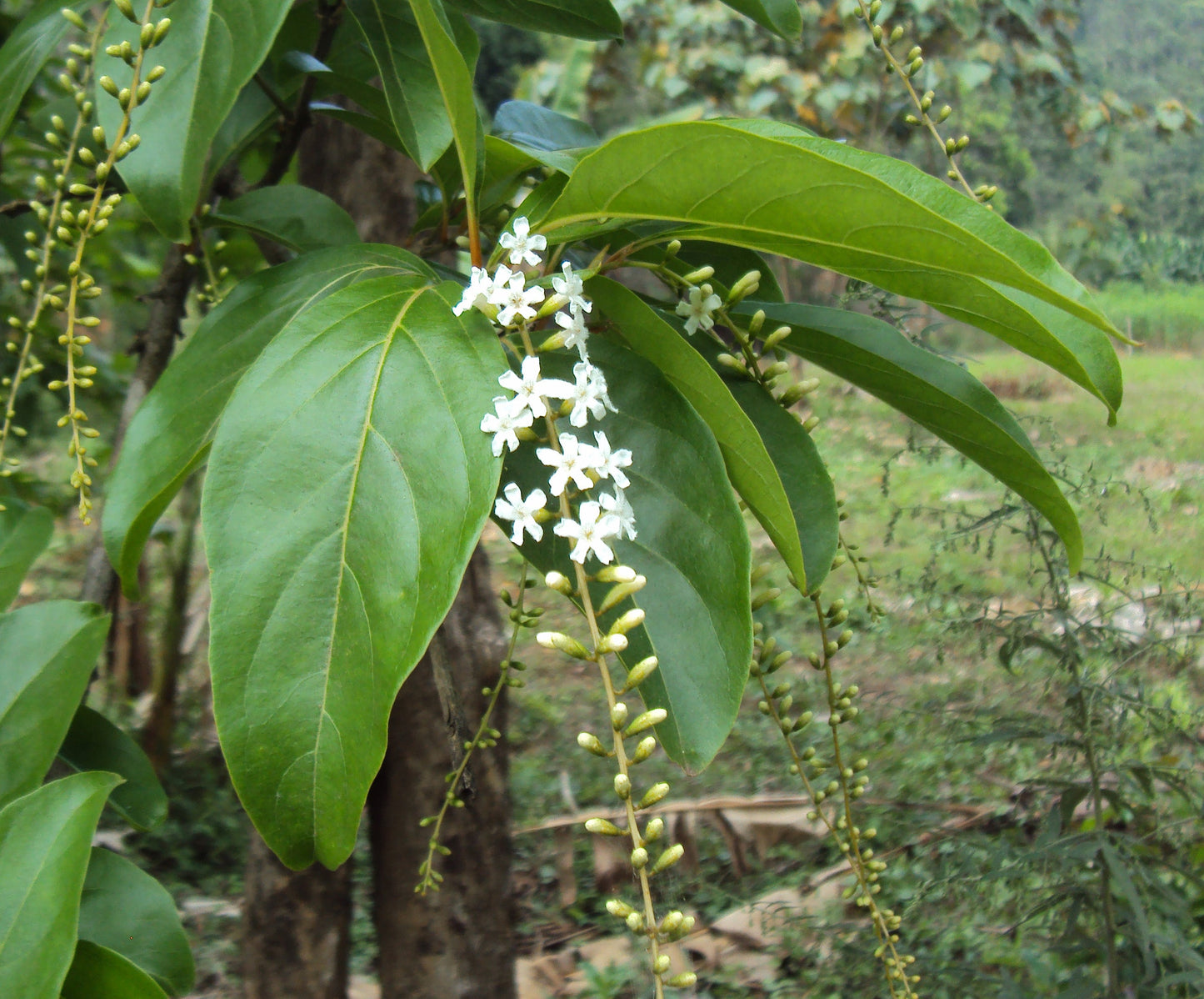 Chithraxylam Spinosum Fragrant (Fiddlewood) Flowering Live Plant