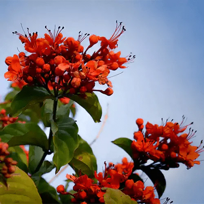 Flaming Glorybower Live Plant