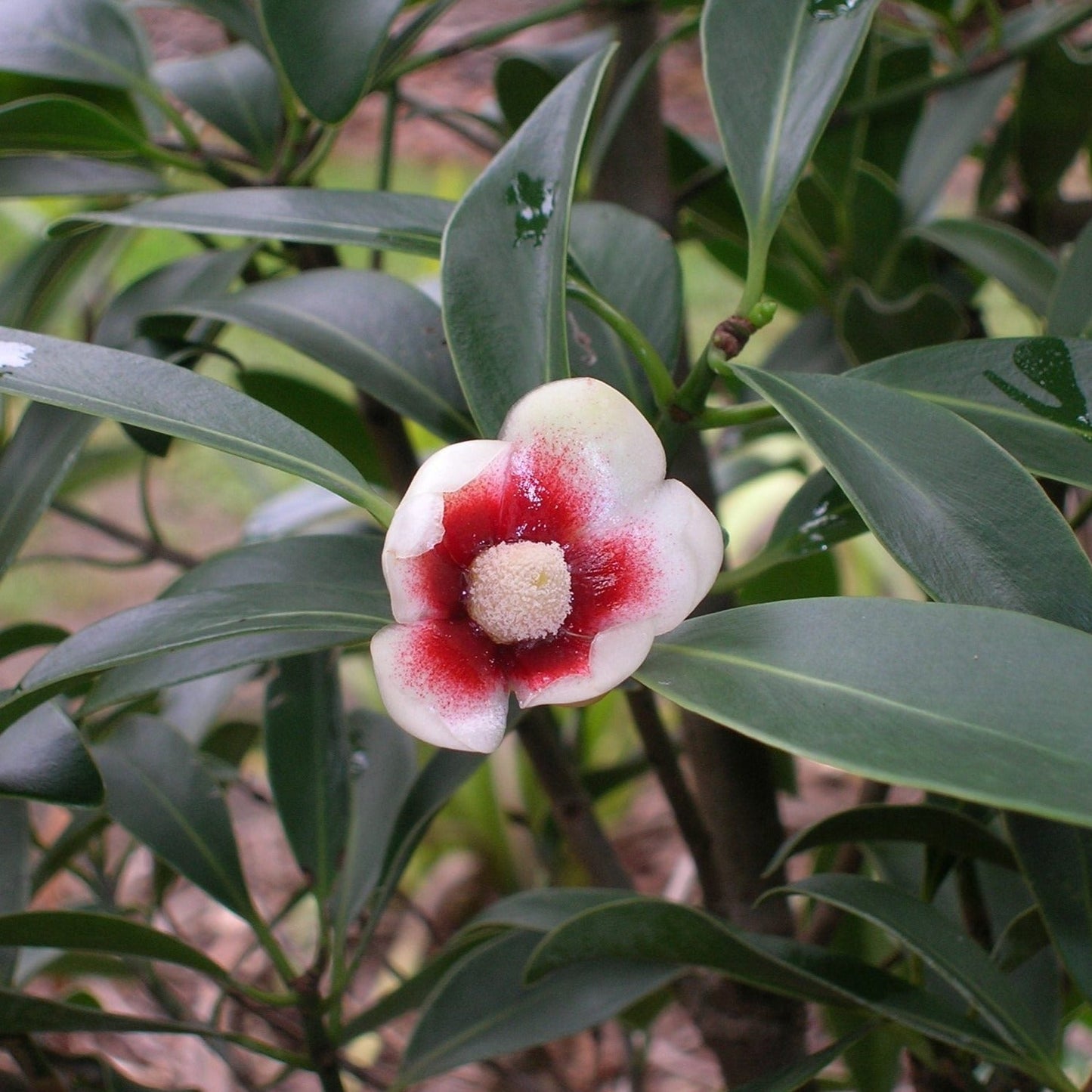 Autograph (Clusia rosea) Flowering Live Plant