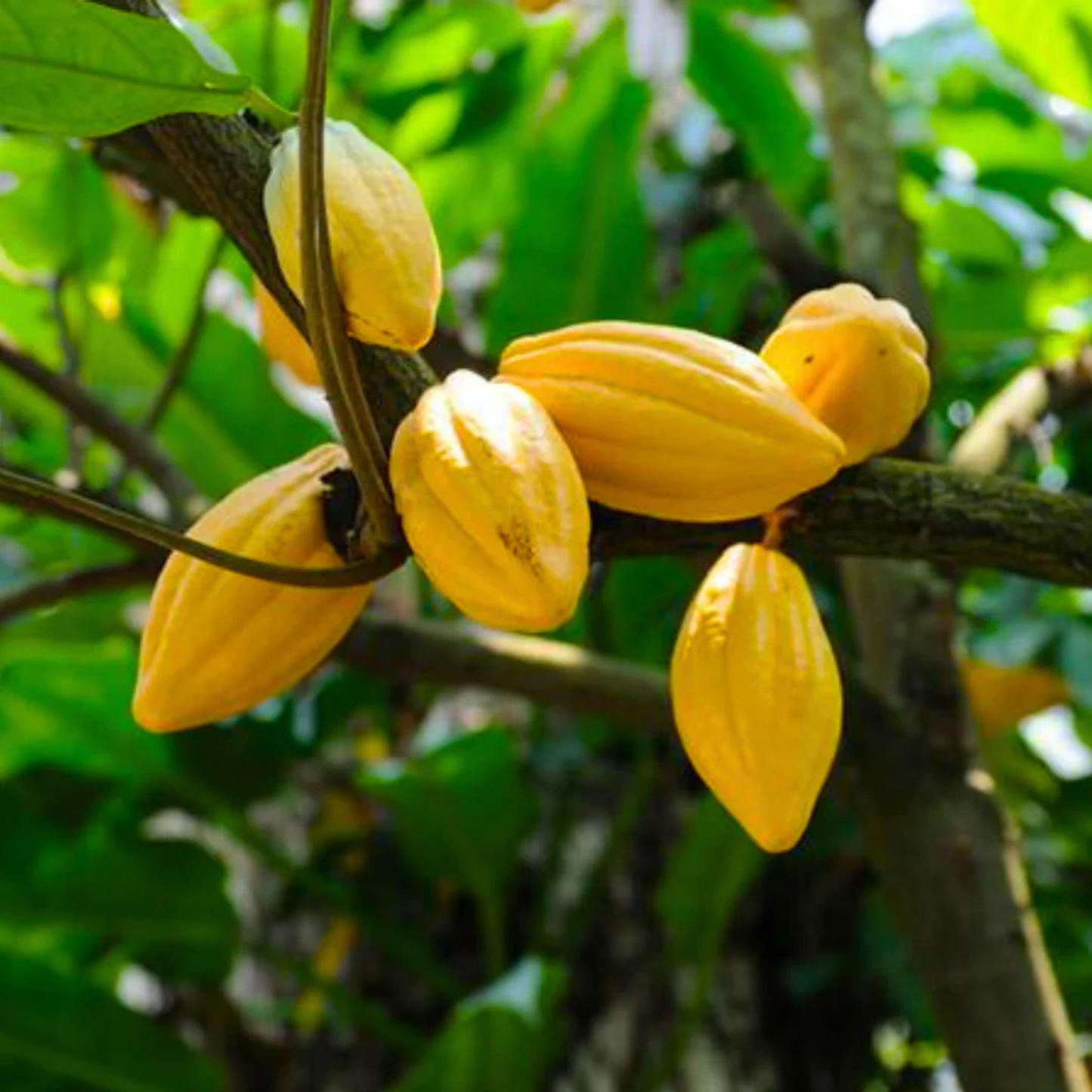 Cocoa (Chocolate Tree) Live Plant