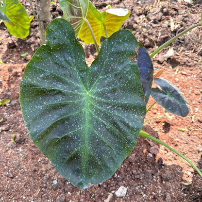 Colocasia Esculenta Rare Indoor Live Plant
