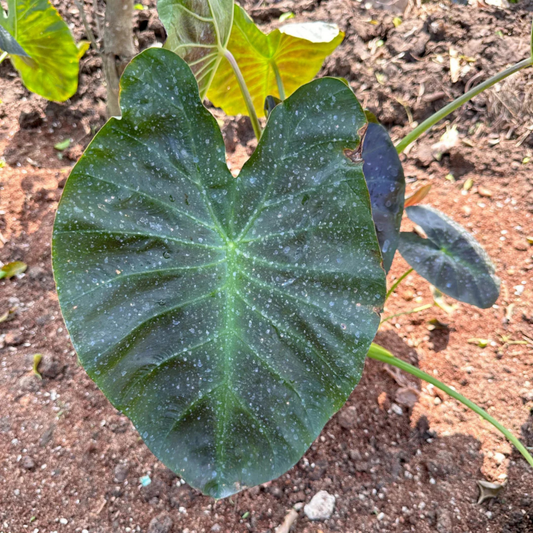 Colocasia Esculenta Rare Indoor Live Plant