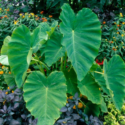 Colocasia Esculenta Rare Indoor Live Plant