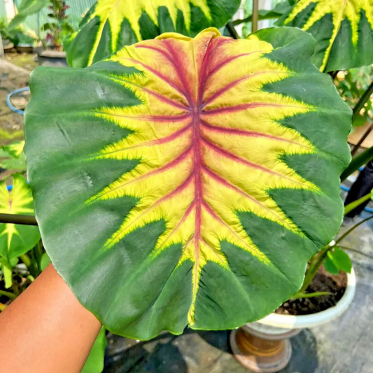 Colocasia Light Pillar Rare Indoor Live Plant