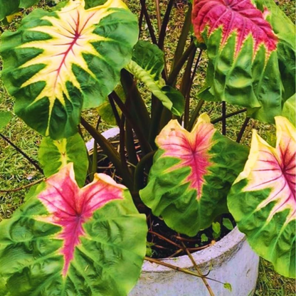 Colocasia Light Pillar Rare Indoor Live Plant